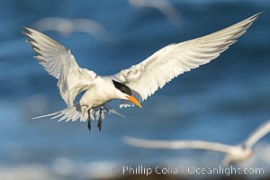 Royal Tern in flight, adult breeding plumage with black head cap, La Jolla, Sterna maxima, Thalasseus maximus