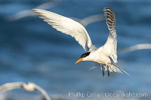 Royal Tern in flight, adult breeding plumage with black head cap, La Jolla, Sterna maxima, Thalasseus maximus