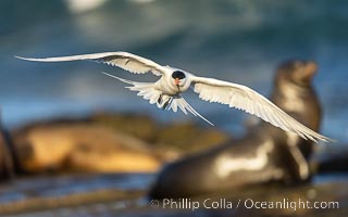 Royal Tern in flight, adult breeding plumage with black head cap, La Jolla. California sea lion in the background, Sterna maxima, Thalasseus maximus