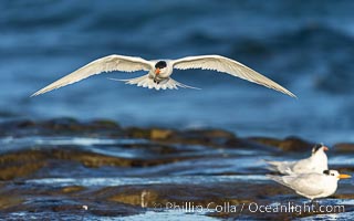 Royal Tern in flight, adult breeding plumage with black head cap, La Jolla, Sterna maxima, Thalasseus maximus