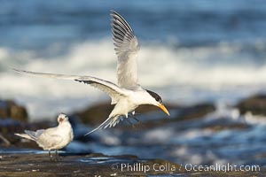 Royal Tern in flight, adult breeding plumage with black head cap, La Jolla, Sterna maxima, Thalasseus maximus