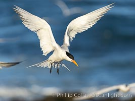 Royal Tern in flight, adult breeding plumage with black head cap, La Jolla, Sterna maxima, Thalasseus maximus