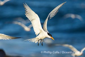 Royal Tern in flight, adult breeding plumage with black head cap, Sterna maxima, Thalasseus maximus, La Jolla, California