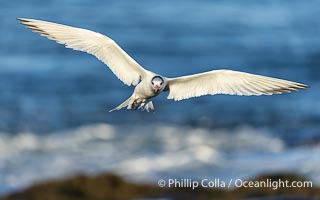 Royal Tern in flight, adult breeding plumage with black head cap, Sterna maxima, Thalasseus maximus, La Jolla, California