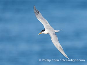 Royal Tern in flight, adult breeding plumage with black head cap, Sterna maxima, Thalasseus maximus, La Jolla, California