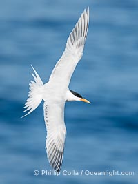 Royal Tern in flight, adult breeding plumage with black head cap, La Jolla, Sterna maxima, Thalasseus maximus