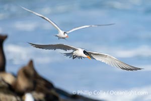 Royal Tern in flight, adult breeding plumage with black head cap, sea lions and waves in the background, Sterna maxima, Thalasseus maximus, La Jolla, California