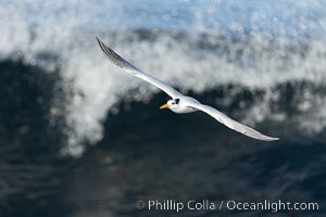 Royal Tern in flight, adult non-breeding plumage, La Jolla, Sterna maxima, Thalasseus maximus