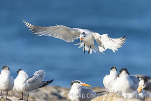 Royal Tern in flight, adult non-breeding plumage, La Jolla, Sterna maxima, Thalasseus maximus