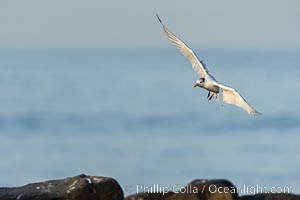 Royal Tern in flight, adult non-breeding plumage, La Jolla, Sterna maxima, Thalasseus maximus