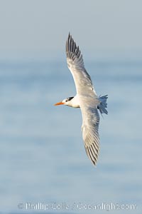 Royal Tern in flight, adult non-breeding plumage, La Jolla, Sterna maxima, Thalasseus maximus