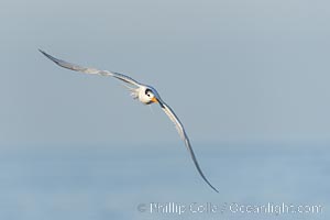 Royal Tern in flight, adult non-breeding plumage, La Jolla, Sterna maxima, Thalasseus maximus