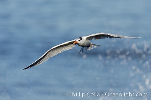 Royal Tern in flight, adult non-breeding plumage, La Jolla, Sterna maxima, Thalasseus maximus
