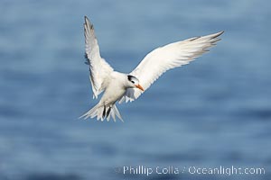 Royal Tern in flight, adult non-breeding plumage, La Jolla, Sterna maxima, Thalasseus maximus