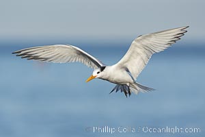 Royal Tern in flight, adult non-breeding plumage, La Jolla, Sterna maxima, Thalasseus maximus
