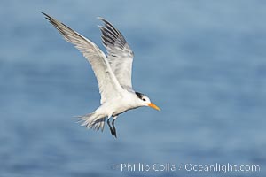 Royal Tern in flight, adult non-breeding plumage, La Jolla, Sterna maxima, Thalasseus maximus