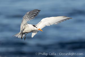 Royal Tern in flight, adult non-breeding plumage, La Jolla, Sterna maxima, Thalasseus maximus