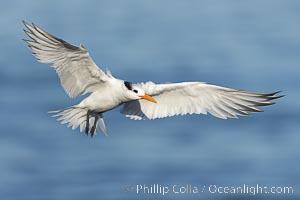 Royal Tern in flight, adult non-breeding plumage, La Jolla, Sterna maxima, Thalasseus maximus