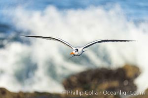 Royal Tern in flight, breaking waves and surf in the background, adult non-breeding plumage, La Jolla, Sterna maxima