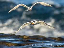 Royal Tern in flight, breaking waves and surf in the background, adult non-breeding plumage, La Jolla, Sterna maxima, Thalasseus maximus