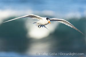 Royal Tern in flight, breaking waves and surf in the background, adult non-breeding plumage, La Jolla, Sterna maxima, Thalasseus maximus