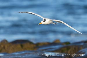 Royal Tern in flight, adult non-breeding plumage, La Jolla, Sterna maxima, Thalasseus maximus