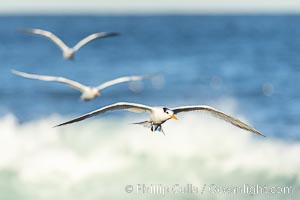 Royal Tern in flight, breaking waves and surf in the background, adult non-breeding plumage, La Jolla, Sterna maxima, Thalasseus maximus