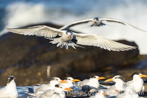 Royal Tern in flight, adult non-breeding plumage, La Jolla, Sterna maxima, Thalasseus maximus