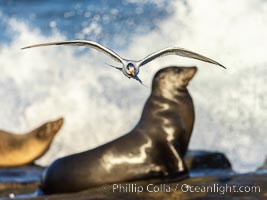 Royal Tern in flight, adult non-breeding plumage, La Jolla. California sea lions in the background, Sterna maxima, Thalasseus maximus