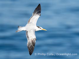 Royal Tern in flight, adult non-breeding plumage, La Jolla, Sterna maxima, Thalasseus maximus