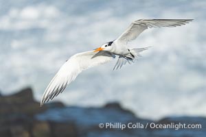 Royal tern in flight, Thalasseus maximus, adult nonbreeding plumage, breaking waves in the background, La Jolla, Sterna maxima, Thalasseus maximus