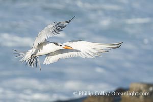 Royal tern in flight, Thalasseus maximus, adult nonbreeding plumage, breaking waves in the background, La Jolla, Sterna maxima, Thalasseus maximus