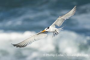 Royal tern in flight, Thalasseus maximus, adult nonbreeding plumage, breaking waves in the background, La Jolla, Sterna maxima, Thalasseus maximus
