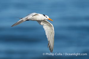 Royal tern in flight, Thalasseus maximus, adult nonbreeding plumage, blue ocean water in the background, La Jolla, Sterna maxima, Thalasseus maximus