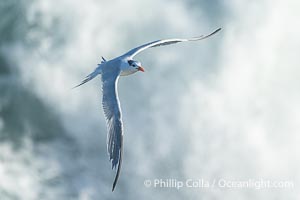 Royal tern in flight, Thalasseus maximus, adult nonbreeding plumage, breaking waves in the background, La Jolla, Sterna maxima, Thalasseus maximus