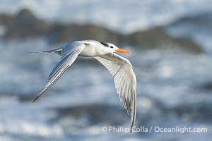 Royal tern in flight, Thalasseus maximus, adult nonbreeding plumage, breaking waves in the background, La Jolla, Sterna maxima, Thalasseus maximus