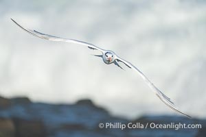 Royal tern in flight, Thalasseus maximus, adult nonbreeding plumage, breaking waves in the background, La Jolla, Sterna maxima, Thalasseus maximus