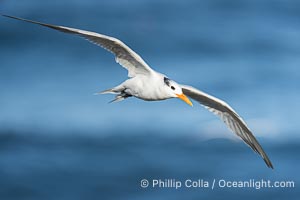 Royal tern in flight, Thalasseus maximus, adult nonbreeding plumage, ocean water in the background, La Jolla, Sterna maxima, Thalasseus maximus