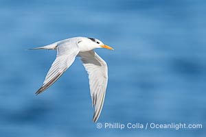 Royal tern in flight, Thalasseus maximus, adult nonbreeding plumage, ocean water in the background, La Jolla