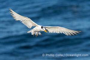 Royal tern in flight, Thalasseus maximus, adult nonbreeding plumage, ocean water in the background, La Jolla