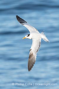 Royal Tern in flight, non-breeding plumage, La Jolla