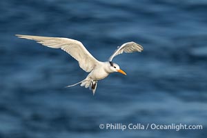 Royal Tern in Flight Over the Ocean, La Jolla