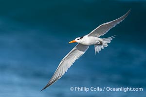 Royal Tern in Flight over the Ocean in La Jolla, Sterna maxima, Thalasseus maximus