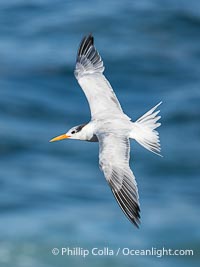 Royal Tern in Flight over the Ocean in La Jolla, Sterna maxima, Thalasseus maximus