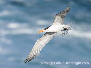 Royal Tern in Flight over the Ocean in La Jolla, Sterna maxima, Thalasseus maximus