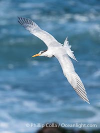 Royal Tern in Flight over the Ocean in La Jolla, Sterna maxima, Thalasseus maximus