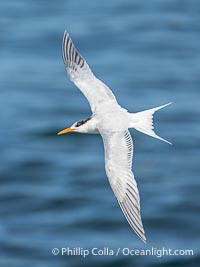 Royal Tern in Flight over the Ocean in La Jolla, Sterna maxima, Thalasseus maximus