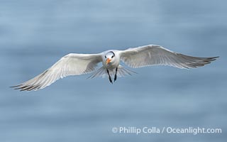 Royal Tern in Flight over the Ocean in La Jolla, Sterna maxima, Thalasseus maximus