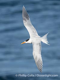 Royal Tern in Flight over the Ocean in La Jolla, Sterna maxima, Thalasseus maximus