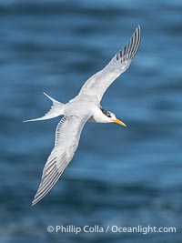 Royal Tern in Flight over the Ocean in La Jolla, Sterna maxima, Thalasseus maximus